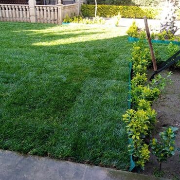 Qazon sifarişi qəbul olunur yüksək keyfiyyətli danimarka toxumu ilə lalafo.az -da Qazon sifarişi qəbul olunur yüksək keyfiyyətli danimarka toxumu ilə