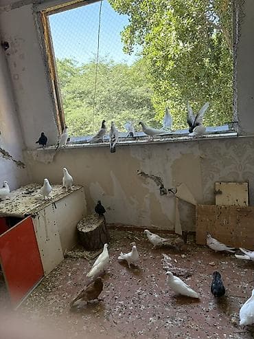 cex quşlar: Ev göyərçinləri – müxtəlif rəng və naxışlarda Məhsul təsviri: - — 3