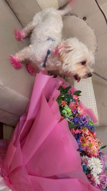 породистые собаки в добрые руки: Malta bolonka, 1 il, Dişi, Peyvəndli, Ünvandan götürmə — 4