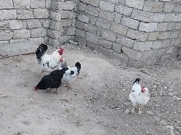 Təcili toyuqlar satılır.yumurtuyurlar — 2