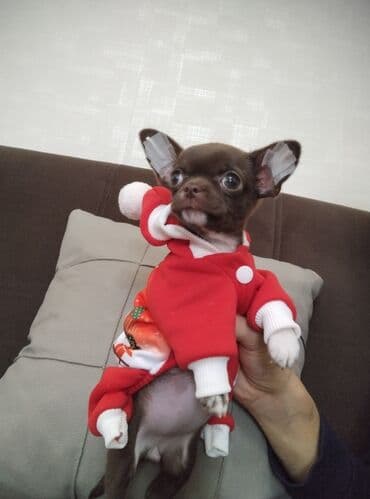 Lincoln: Чихуахуа, 2 месяца, С родословной, Самовывоз — 2