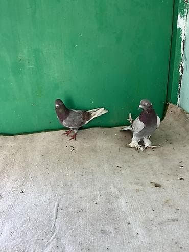 sağsağan quşu: Salam. Ayağı Çılpağ olan erkəkdi badam Maya. Ünvan sabunçu. Əlaqə üçün — 1