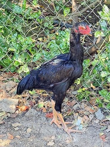 Heyratıxoruz – gənc xoruz - Cins: Malay (uzunboylu, güclü skeletli — 2