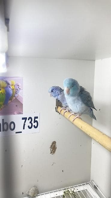 cut bitkisi: Məhsul: Cütlük mavi-parlaq rəngli dekorativ quşlar (parrotlet/kiçik — 1