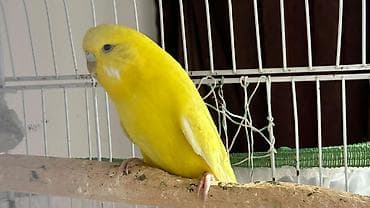 sar quşu: Sarı dalmatin (bəzək) büdcə quşu – dalğıc (budeqiqar) papuqay - Parlaq — 2