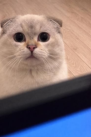 Şotland yastı qulaq