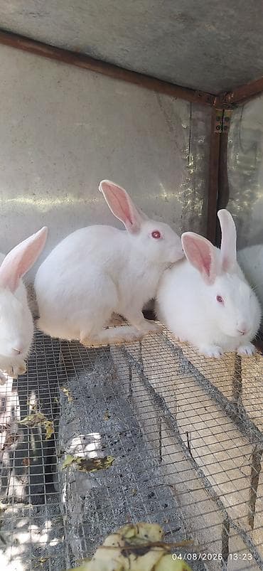 ucuz pişiklər: Ağ albinos dovşanlar – ətli-sümüksüz xətt. qırmızı gözlü — 3