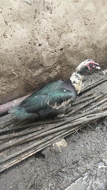 heyratı bece: Satılır: muskovi ördək (indoutka) - Cins: muskovi (sakit xasiyyətli — 3