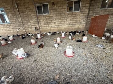 liqorin toyuqlar: Toyuq, Damazlıq — 3