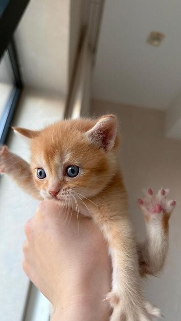 qulaq şamı: Şotland yastı qulaq — 6