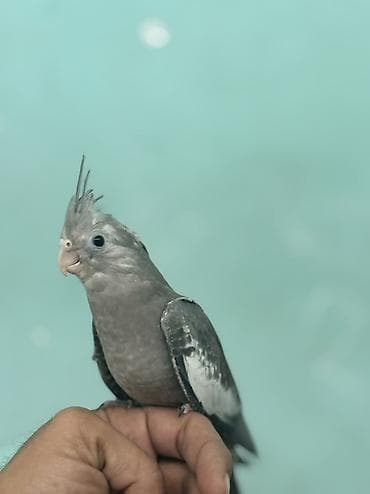 broyler yemi: Nimdaşah (Cockatiel) – boz rəngli, başda xas xarakterik toqqa, qara — 4