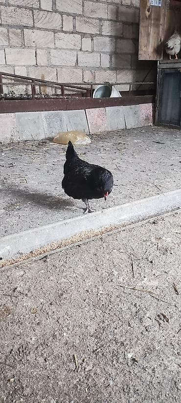 samdanlar ve saat: Americauna və koçin toyuqlarının qarışığı. Göründüyü kimi göy — 2