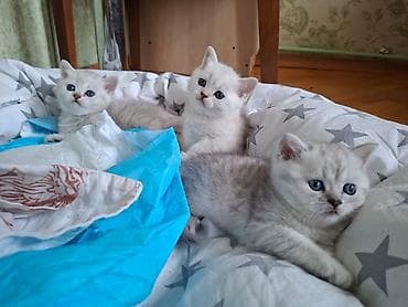 Şinşilla, Erkək, Dişi, Yaxşı əllərə