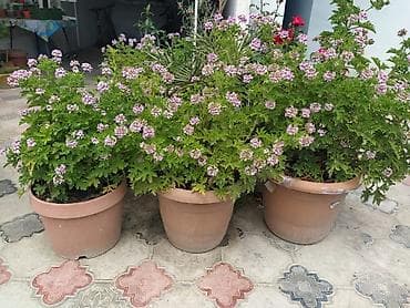 Комнатные растения: Saksıda ətirşah (pelargonium) – açıq bənövşəyi-çəhrayı çiçəklərlə bol — 4