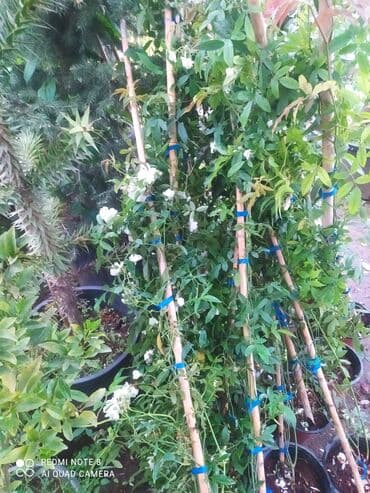 саженцы малины тарус: Qazon landşaft #qazon #torf #torf250litrlik Ekolayf #ekolayf balaken — 8