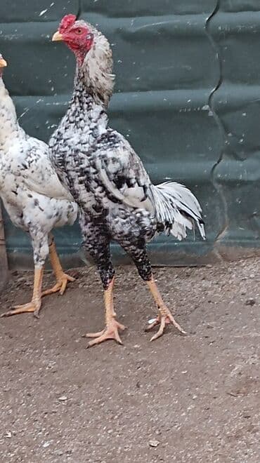 Toyuqlar: Xoruz, Heyratı, il: 1, Ünvandan götürmə — 7