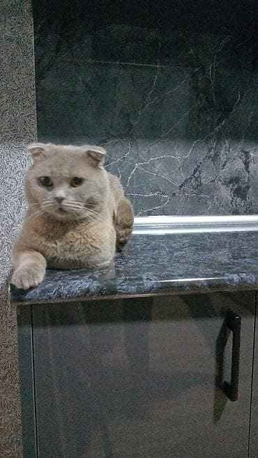 tap az afcarka: Şotland yastı qulaq — 4