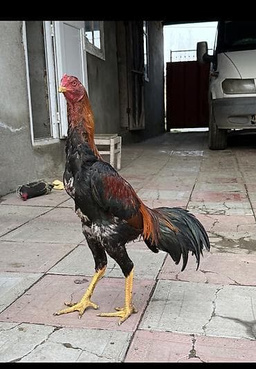 Птицы: Məhsul: Aseel tipli xoruz Təsvir: - Rəng: qara-qırmızı (parlaq qara — 3