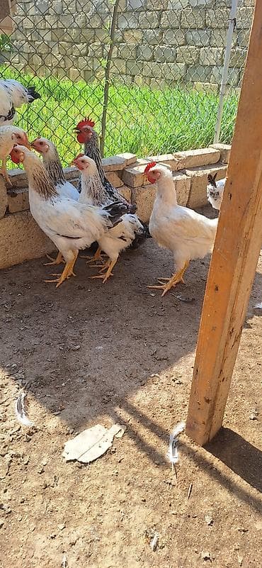 dağ toyuğu: Məhlə şəraitində saxlanılan müxtəlif cins ev toyuqları satılır — 1