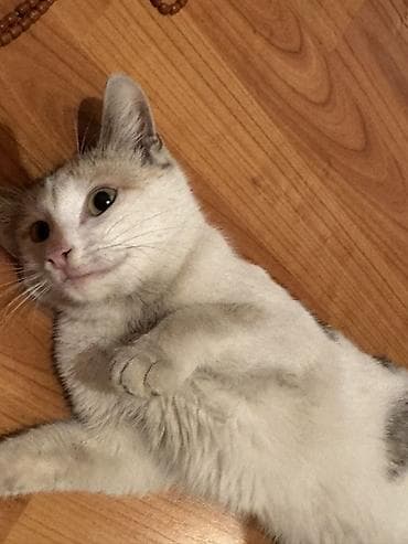 Sahibləndirilir Şirin, mehriban ev pişiyi - Cins: Ev pişiyi (üçrəng