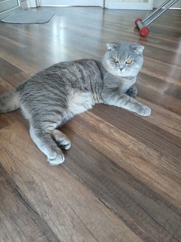 pişik cütleşdirmek: Şotland yastı qulaq, Erkək, Cütləşmə üçün — 3