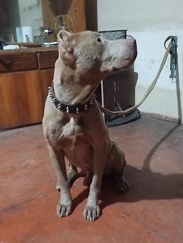 qaz balasi nece gune cixir: Pitbul, 2 il, Erkek, Ödənişli çatdırılma — 3