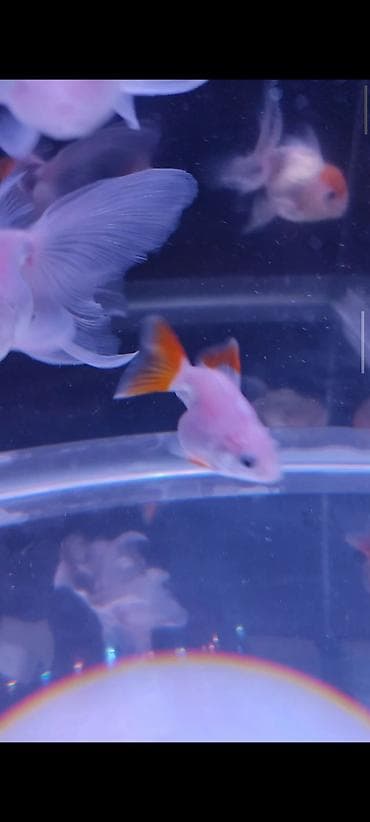 qızıl baliq: Qızıl balıq, Sülhsevər — 2