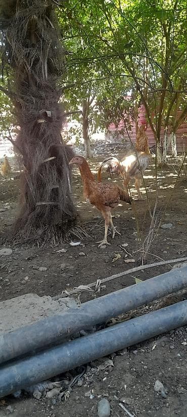 Heyrati satılır Temiz qan qartal cinsi 5 aylıq fərə aşağı vererem