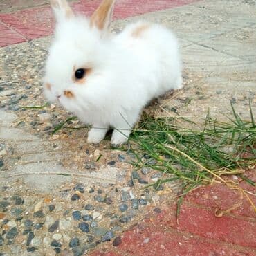 ereb dovşanı: Məhsul: Dekorativ dovşan balaları Təsvir: - Yumşaq, uzun tüklü — 3