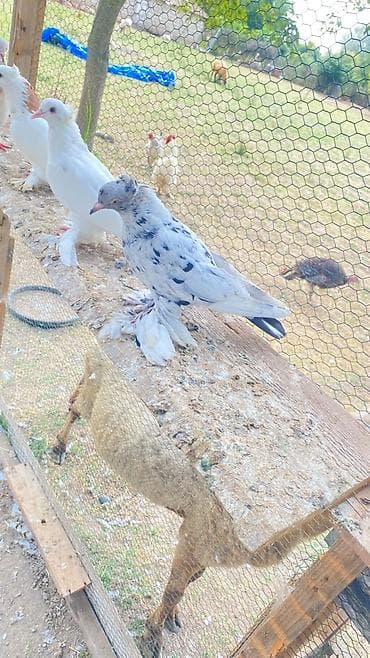 bulbul quşu: Super oynağ və uçan quşdar dı qiymət birinə ayit dı və bir neçəsinin — 2