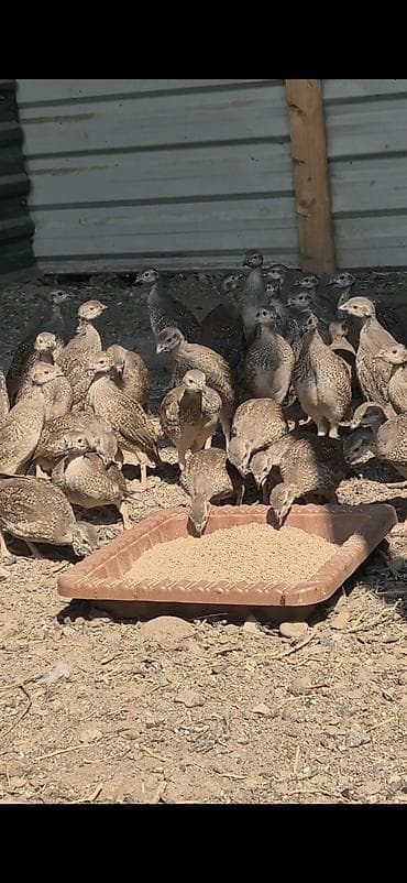 pomeryan şpits: Xinalı kəklik tam saglam butun dermani bitamini vaksini olunub bakiya — 3
