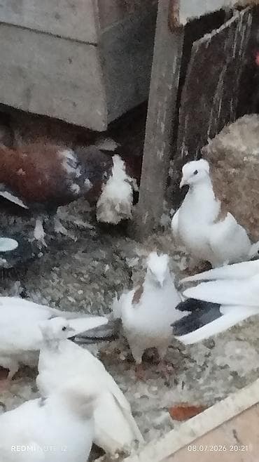 ev qus: Məhsul: Ev göyərçinləri kolleksiyası HƏR NOVDƏ GÖYƏRÇIN VAR — 5