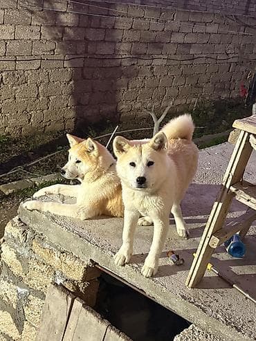 it coban: Akita-inu, 7 ay, Dişi, Peyvəndli, Ünvandan götürmə — 4