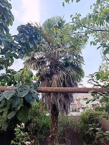 lan: Trachycarpus fortunei (yelpənək yarpaqlı palma) – həyətdə böyümüş, iri — 2