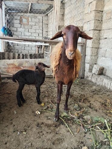 qoyun yanıbala: Qoyun və quzusu – yerli qaragül/yağılı tipli ana heyvan - Ana qoyun — 2