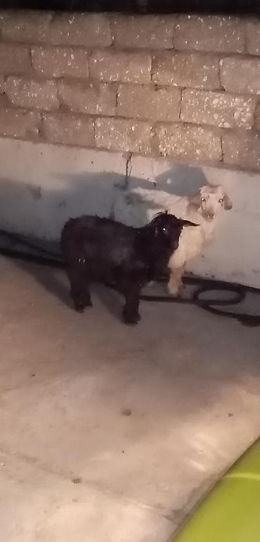 saanen keçisi satışı: Salam saglam arpa yonca yeyen çəpişlərdi qiymet 1 ne aiddir real — 2