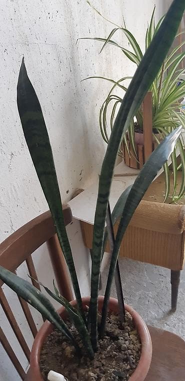 Otaq bitkiləri: Peyğəmbər qılıncı gülü — 1