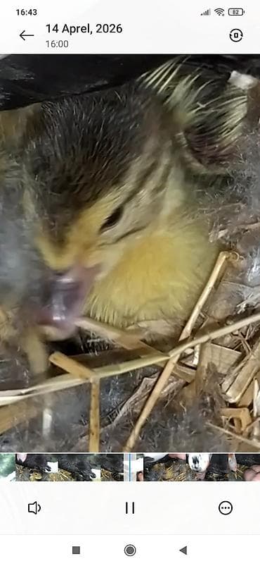 pinqvin ördək: Muscovy ördək balaları (indo duckling) – təbii ana altından çıxmış — 2