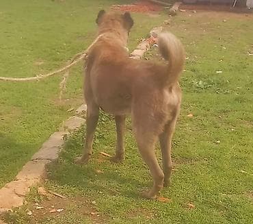 alman afcarkasi bala: Erkek 2 yaw bow bekar adamlar narahat elemesin. unvan baki — 3