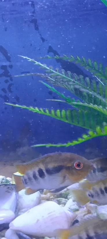 Balıqlar: Cixlid balığı, Yırtıcı — 4