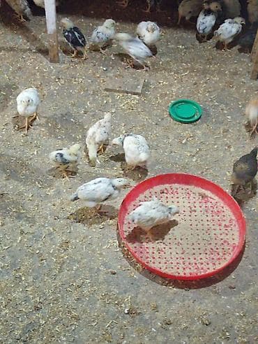 Digər heyvanlar: Toyuq cücələri, Damazlıq — 3