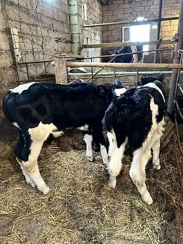 smental dana: 1 erkek 1 dişi — 1