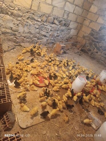 ördək balası və cücə: Ördək cücələri, Ətlik — 2