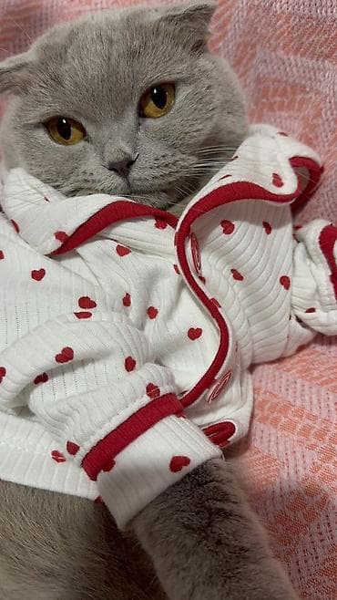 azeri it adlari: Britan, Dişi, Yaxşı əllərə, Ödənişli çatdırılma — 1