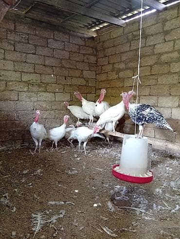 kend çolpaları: Məhsul: Ağ hinduşka sürüsü Təsvir: - Ağ rəngli, iri ətlik hinduşkalar — 7