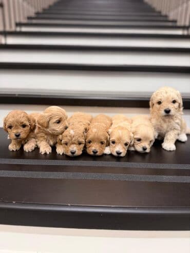 где можно купить собаку мальтипу: Pudel — 1