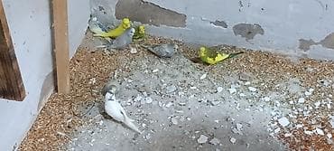 Quşlar: 49 dene hazir cut(cutu 25 manat).44 dene bala.(balaca balalar — 1