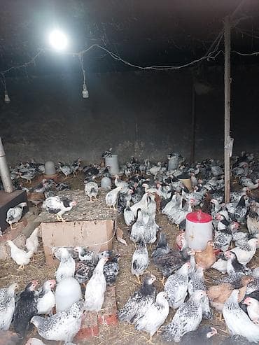 pomeranian spitz satilir: Toyuq cücələri, Ətlik, Ödənişli çatdırılma — 3