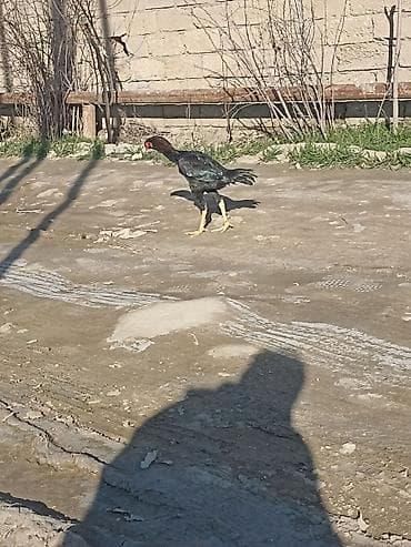 Balıqlar: 6 ayndadı tərifləməyədə etyac yoxdu Ayaqnada söz ola bilməz cindi — 4