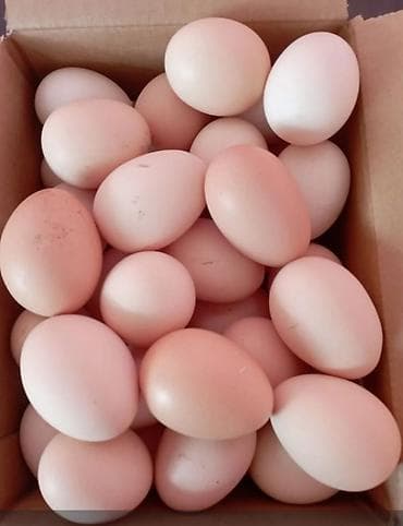 Astroloq toyuq yumurtaları yumurta hər gün yumurtayır. - Təbii yolla